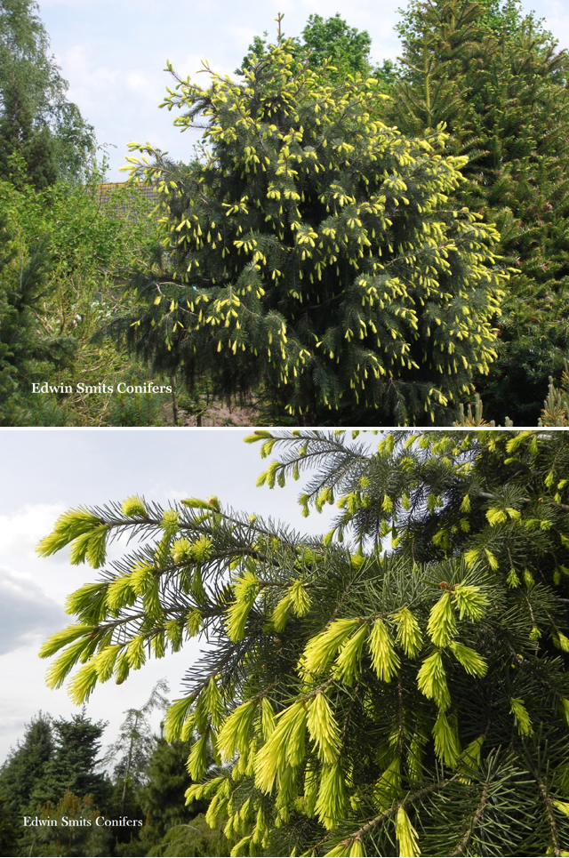 Picea breweriana 'Frühlingsgold'